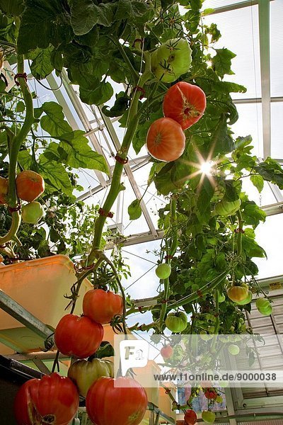 Hanging tomato and Cantaloupe plants sustainable Urban Farm used for educating schoolchildren and the general public. Yonkers  New York  USA.