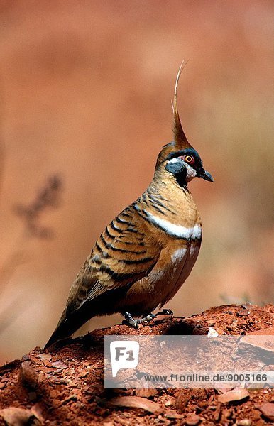 Spinifex pigeon  Central Australia