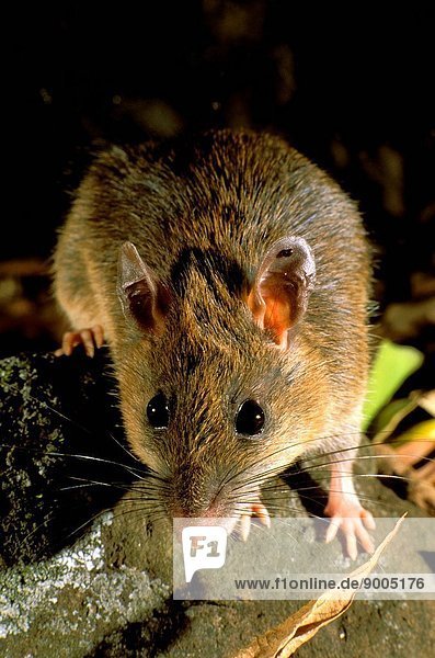 Bush rat native rodent common on this subtropical rainforest floor  where it feeds on invertebrates  fruits  shoots etc  Currumbin Valley  SE Queensland  Australia