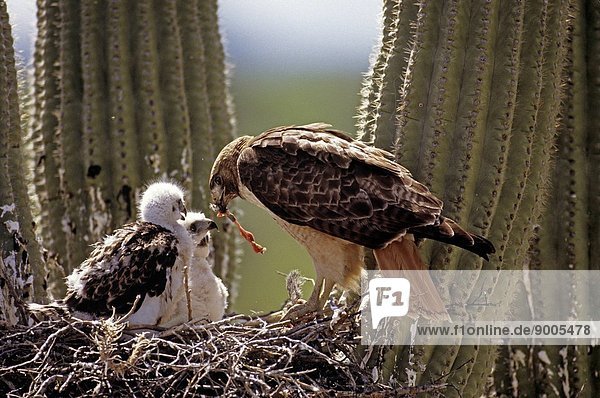 Red_tailed hawk feeding young at nest Sonoran Desert  Arizona  USA