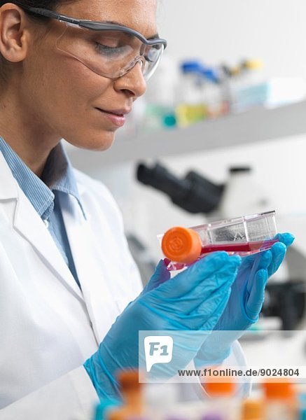 Weibliche Zellbiologin  die einen Kolben mit Stammzellen hält  der in rotem Wachstumsmedium kultiviert wird  um Krankheiten zu untersuchen.