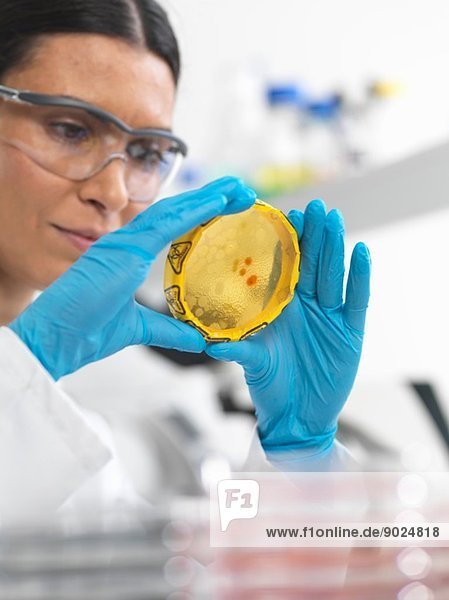 Nahaufnahme von Wissenschaftlerinnen  die in Petrischalen wachsende Kulturen mit einem Biogefährdungsband in einem mikrobiologischen Labor betrachten.