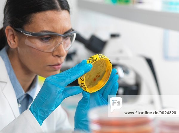 Wissenschaftlerin betrachtet Kulturen  die in Petrischalen mit einem Biogefahrenband in einem mikrobiologischen Labor wachsen.