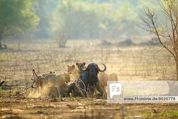 Löwen - Panthera leo - einen Büffel angreifen - Syncerus caffer