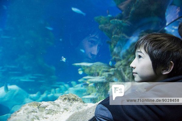 Junge bewundert Meeresleben im Aquarium