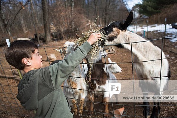 Junge füttert Ziegen über den Zaun