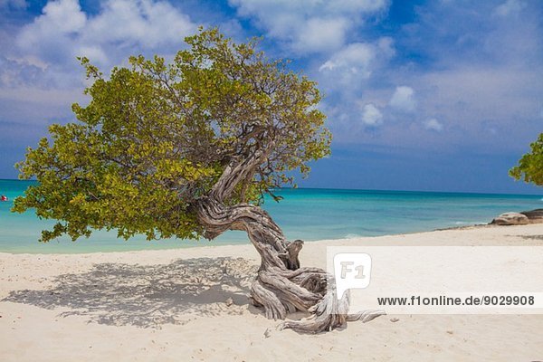 Schiefer Baum am Palm Beach  Aruba  Kleine Antillen  Karibik
