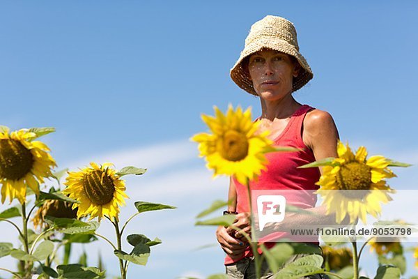 Mature woman on sunflower field  Sweden