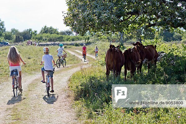 Family cycling  Oland  Sweden