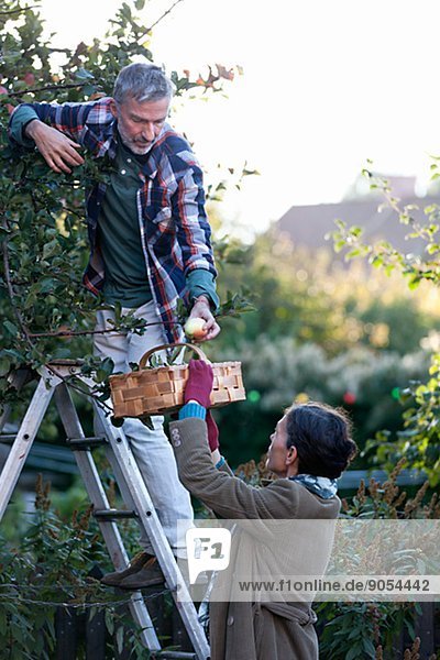 Mature couple picking apples  Stockholm  Sweden