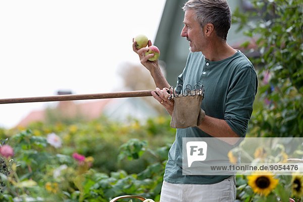 Mature man picking apples  Stockholm  Sweden