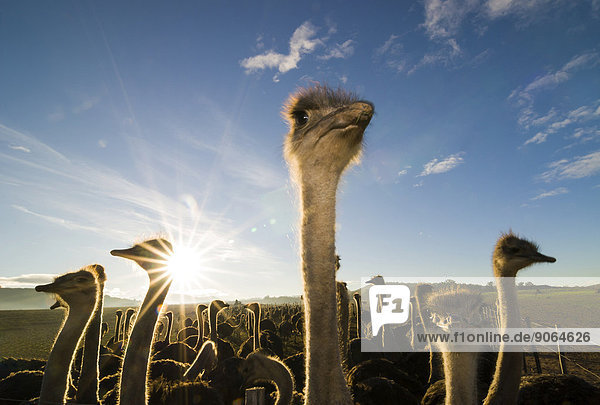Afrikanische Strauße (Struthio camelus)  Straußenfarm  Outshoorn  Kleine Karoo  Eden-Distrikt  Provinz Westkap  Südafrika