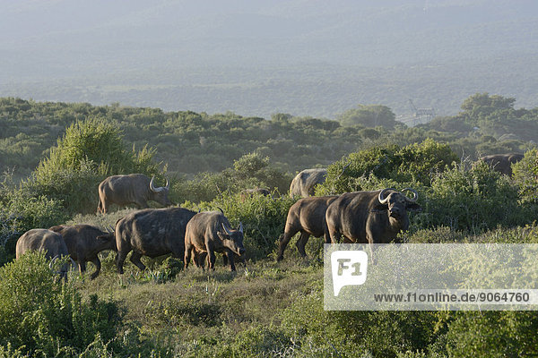 Kaffernbüffel (Syncerus caffer)  Addo-Elefanten-Nationalpark  Ostkap  Südafrika