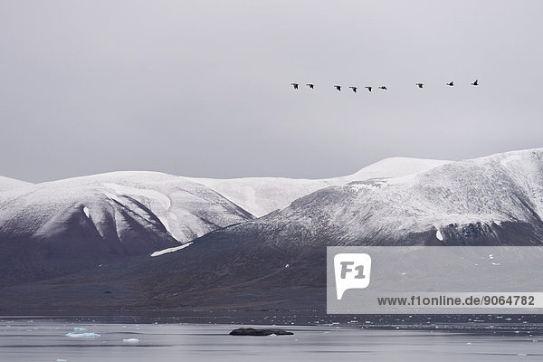 Am Monacobreen  Liefdefjorden  Insel Spitzbergen  Inselgruppe Spitzbergen  Svalbard und Jan Mayen  Norwegen