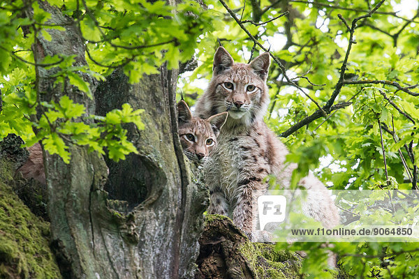 Zwei Luchse (Lynx lynx) auf alter Eiche (Quercus robur)  captive  Nordhessen  Hessen  Deutschland