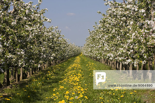 Obstplantage  Apfelbäume  Altes Land  Niedersachsen  Deutschland  Europa
