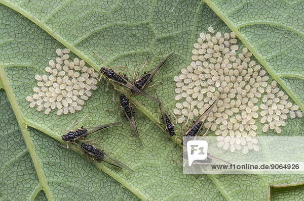 Blattläuse (Aphidina)  ausgewachsene und Jungtiere auf der Unterseite eines Ahornblattes (Acer pseudoplatanus)  Hessen  Deutschland