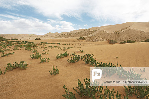 Steppenraute (Peganum harmala) in den Sanddünen Khongoryn Els  Gobi-Gurvansaikhan-Nationalpark  Wüste Gobi  Südwüste  Ömnö-Gobi-Aimag  Mongolei
