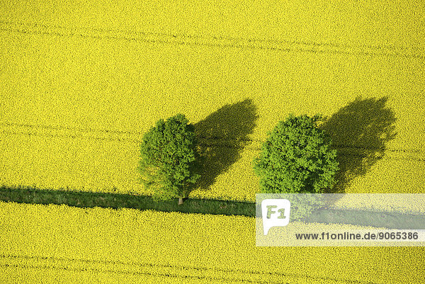 Trees in a field of rape  aerial view  Schleswig-Holstein  Germany