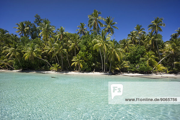 Lagune mit Sandstrand und Palmen  Peleliu  Palau  Mikronesien