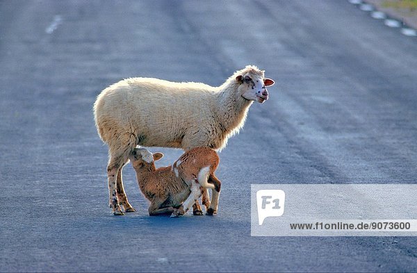 Sheep feeding its lamb in the middle of a road  Malaga Province  Andalucia.