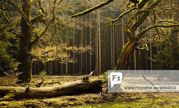 Deutschland  Bayern  Bäume im Hofoldinger Wald