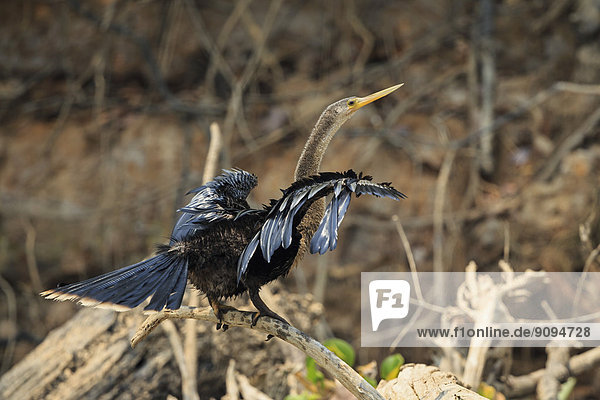 Südamerika  Brasilia  Mato Grosso do Sul  Pantanal  Amerikanischer Schlangenhalsvogel  Anhinga anhinga