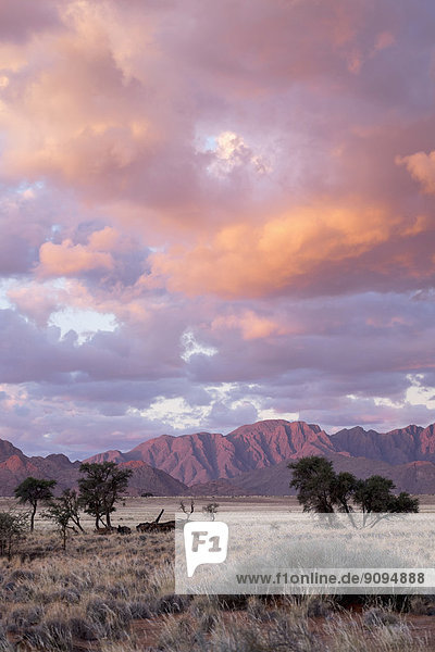 Afrika  Namibia  Sossusvlei  Landschaft mit Bergen  Bäumen und Wolken bei Sonnenuntergang .