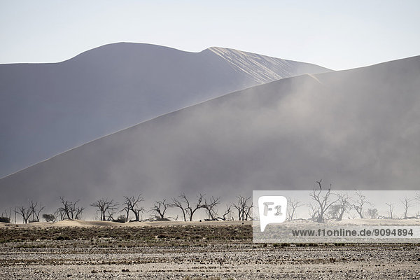 Afrika  Namibia  Sossusvlei  Sandsturm  Tote Bäume und Sanddünen .