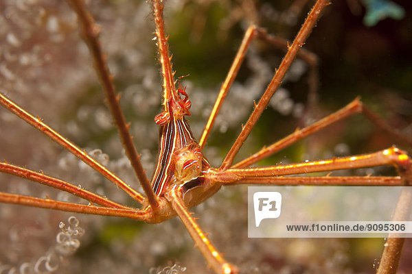 Karibik  Antillen  Curacao  Westpunt  Yellowline Arrow Crab  Stenorhynchus seticornis