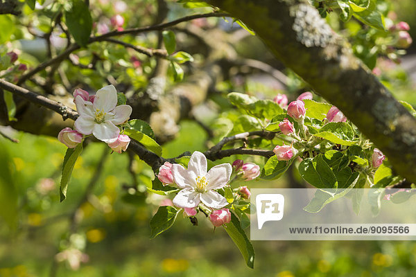 Germany  Hesse  Kronberg  Blossoms of apple tree  Malus domestica