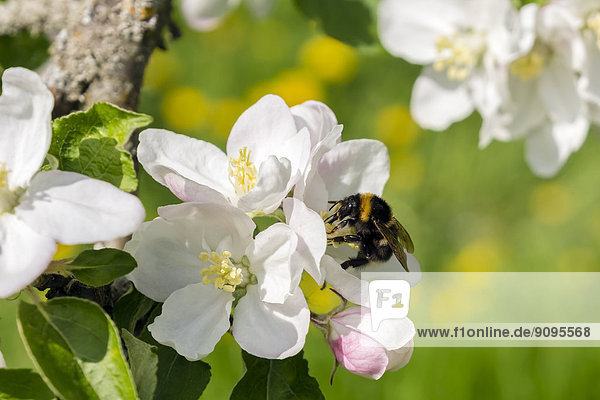 Deutschland  Hessen  Kronberg  Hummel an weißer Apfelblüte