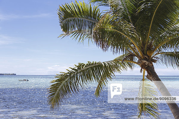 Ozeanien  Fidschi-Inseln  Palm  Pazifik und Boot