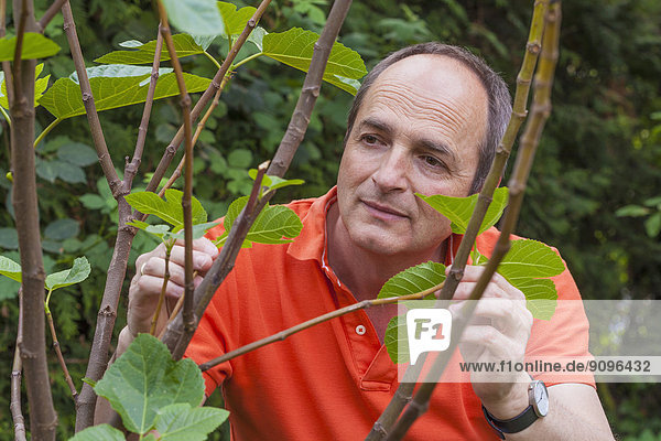 Portrait of man looking at leaves of fig tree  Ficus carica  in garden