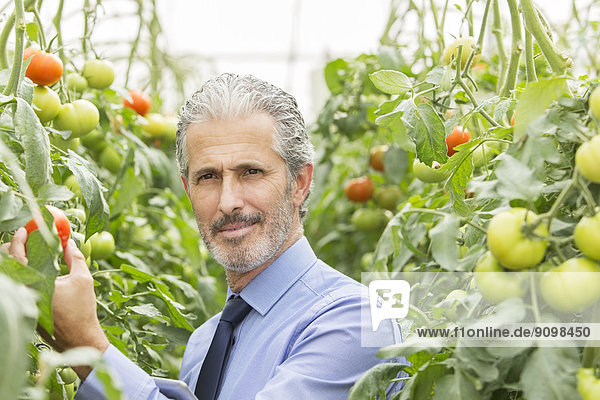 Porträt eines seriösen Wissenschaftlers im Gewächshaus mit Tomaten
