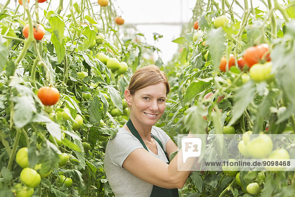 Porträt einer Frau  die sich im Gewächshaus um Tomatenpflanzen kümmert.