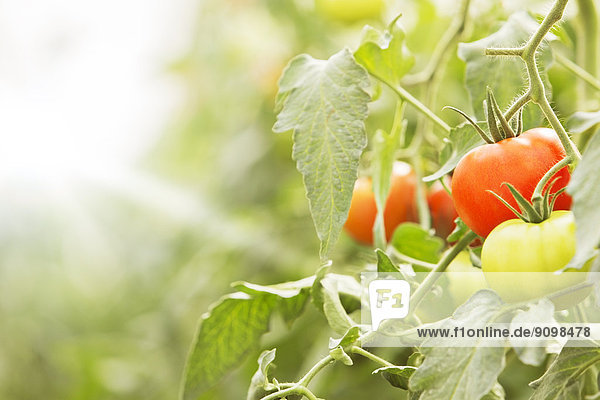 Nahaufnahme von Tomaten,  die auf Reben wachsen