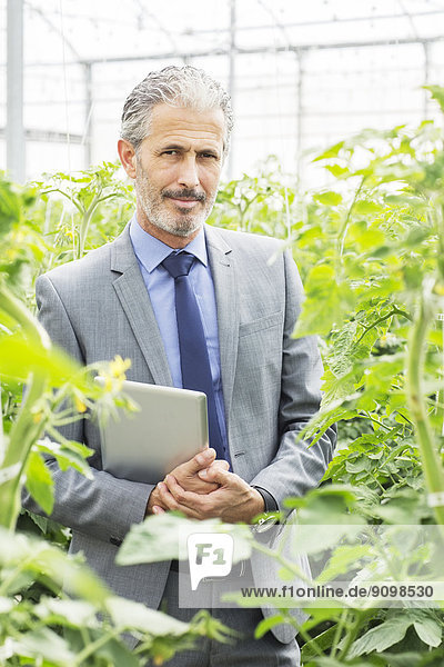 Porträt des selbstbewussten Unternehmers unter den Tomatenpflanzen im Gewächshaus