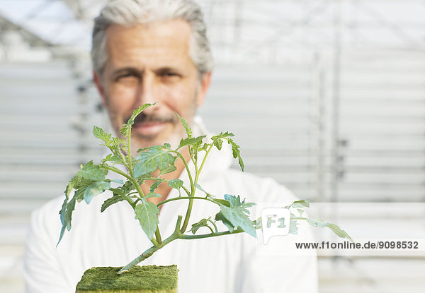 Porträt eines selbstbewussten Botanikers mit Tomatenpflanze im Gewächshaus