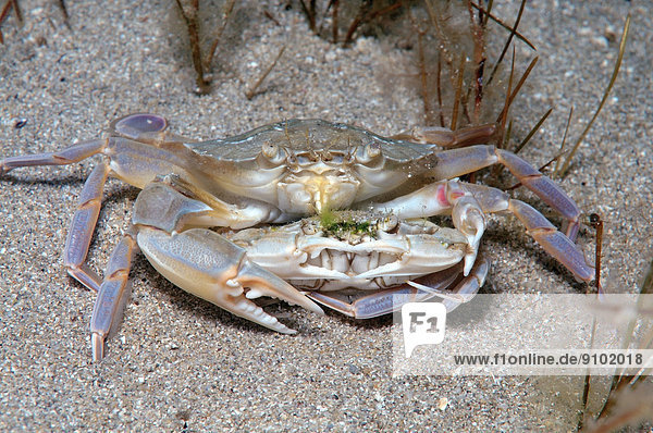Swimming Crab species (Macropipus holsatus)  mating  Black Sea  Crimea  Russia