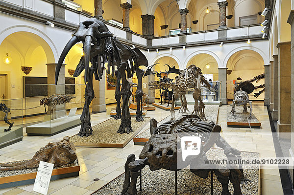 Mühldorfer Urelefant (Gomphotherium)  Skelett  Mitte  Langsame Echse (Bradysaurus seeleyi)  vorne  Paläontologisches Museum  München  Bayern  Deutschland