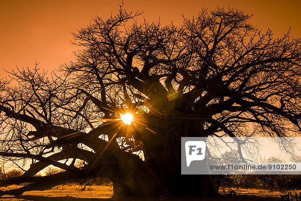 Afrikanischer Affenbrotbaum oder Afrikanischer Baobab (Adansonia digitata) im Gegenlicht  Provinz Limpopo  Südafrika