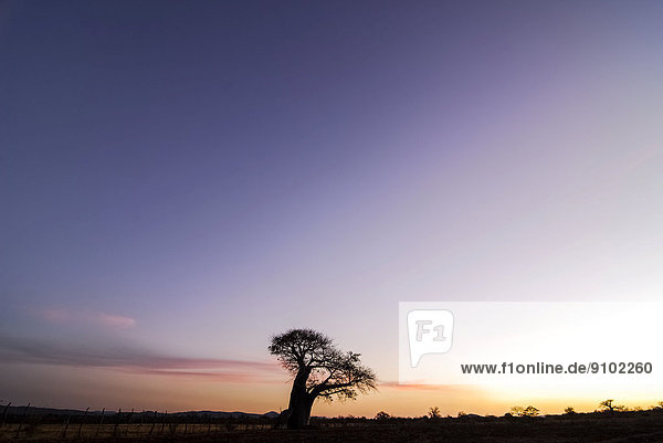 Afrikanischer Affenbrotbaum oder Afrikanischer Baobab (Adansonia digitata) im Abendlicht  Provinz Limpopo  Südafrika