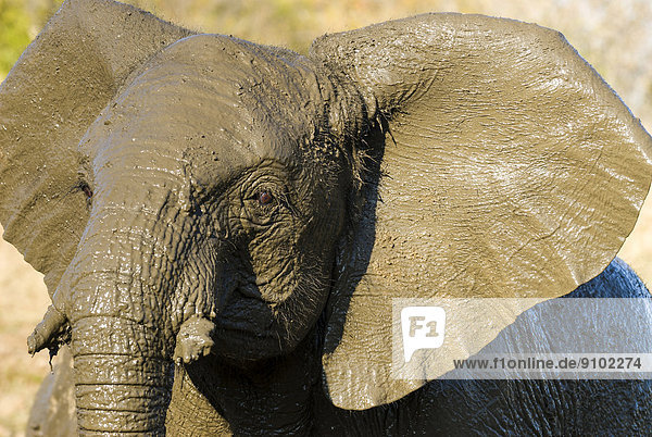 Afrikanischer Elefant (Loxodonta africana) beim Baden im Schlamm  EFAF-Center  Provinz Mpumalanga  Südafrika