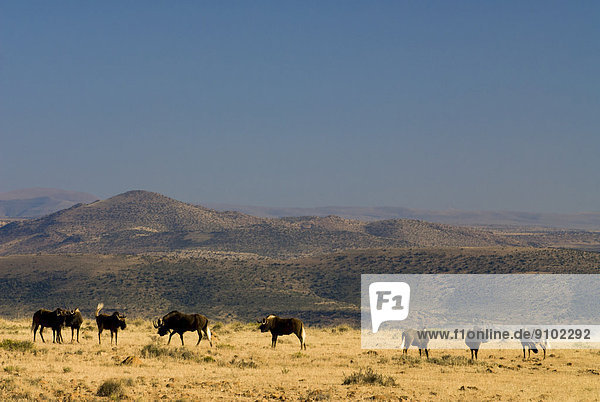 Weißschwanzgnus (Connochaetes gnou)  hinten Bankberg-Massiv  Mountain-Zebra-Nationalpark  Provinz Ostkap  Südafrika