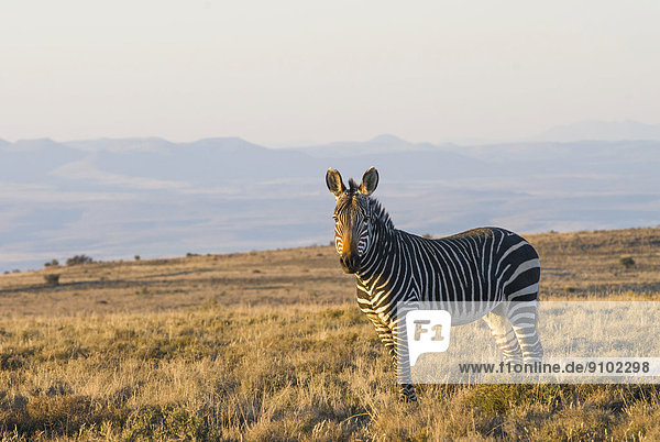 Kap-Bergzebra (Equus zebra zebra)  Mountain-Zebra-Nationalpark  Ostkap  Südafrika