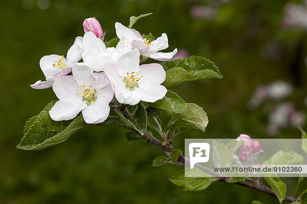 Apfelbaum (Malus)  Blüten  Baden-Württemberg  Deutschland