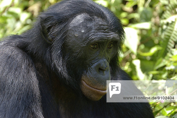 Bonobo (Pan paniscus)  Porträt  Lola ya bonobo Sanctuary  Kimwenza  Mont Ngafula  Kinshasa  Demokratische Republik Kongo