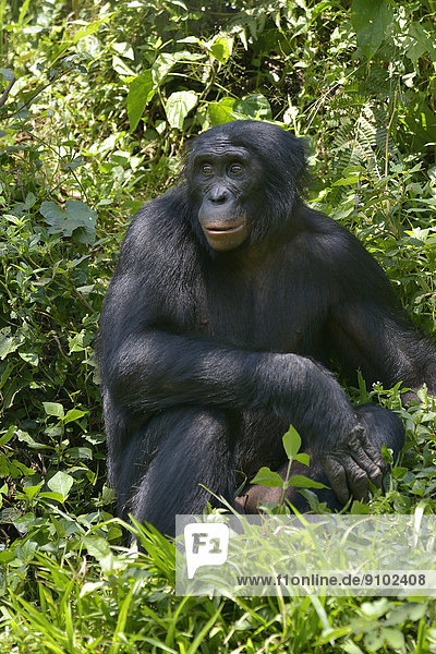 Bonobo (Pan paniscus)  Lola ya Bonobo Sanctuary  Kimwenza  Mont Ngafula  Kinshasa  Demokratische Republik Kongo