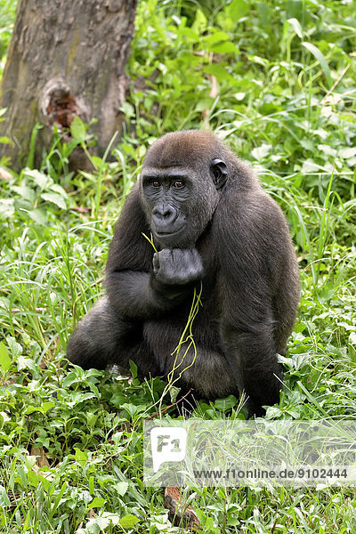 Westlicher Flachlandgorilla (Gorilla gorilla gorilla)  captive  Limbe Wildlife Center  Limbe  Provinz Sud-Ouest  Kamerun